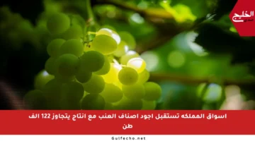 أسواق المملكة تستقبل أجود أصناف العنب مع إنتاج يتجاوز 122 ألف طن